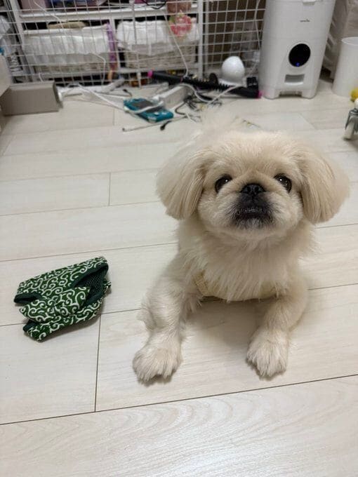 1才のペキニーズ