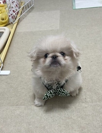 生後3カ月のペキニーズ子犬→約1年後、ぐんぐん成長！「毎朝幸せな気持ちでスタートできる」飼い主さんにとって大きな存在に