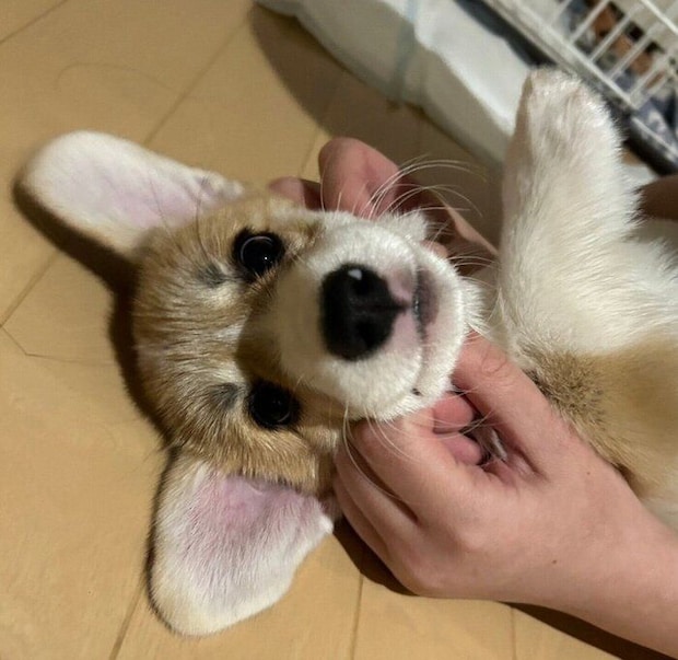 生後3カ月の月ちゃん