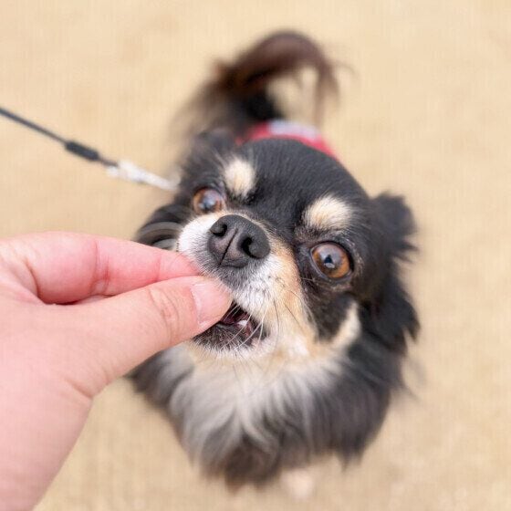 おやつを食べるチワワ