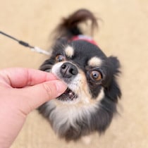 【調査】愛犬への投薬、約6割が失敗経験あり　薬を上手に飲ませる方法とは｜獣医師解説