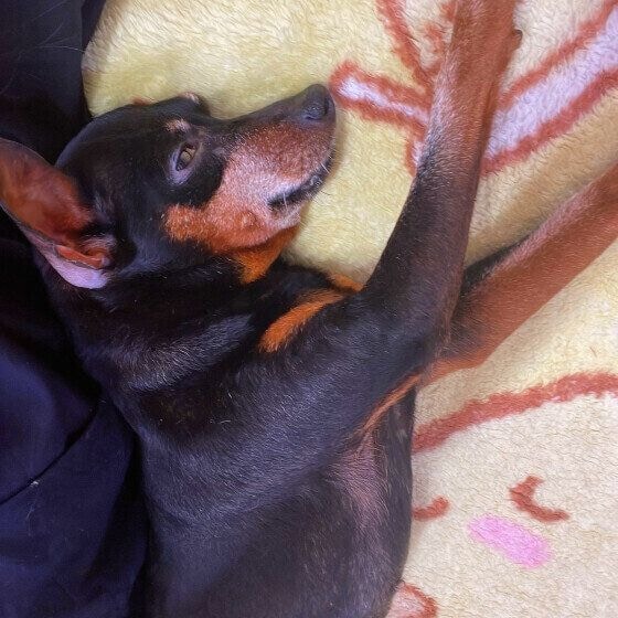 ロッキー べったりゴロンミニチュア・ピンシャー