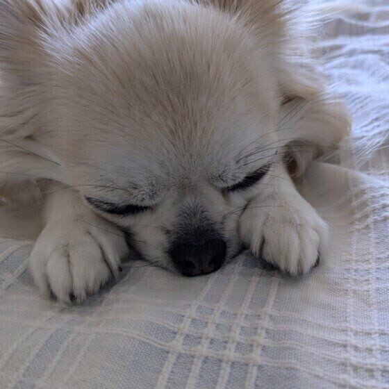 ジッポー 最近は、寝てばかりチワワ