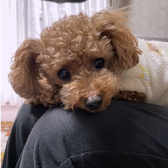 チロル 甘えん坊トイ・プードル