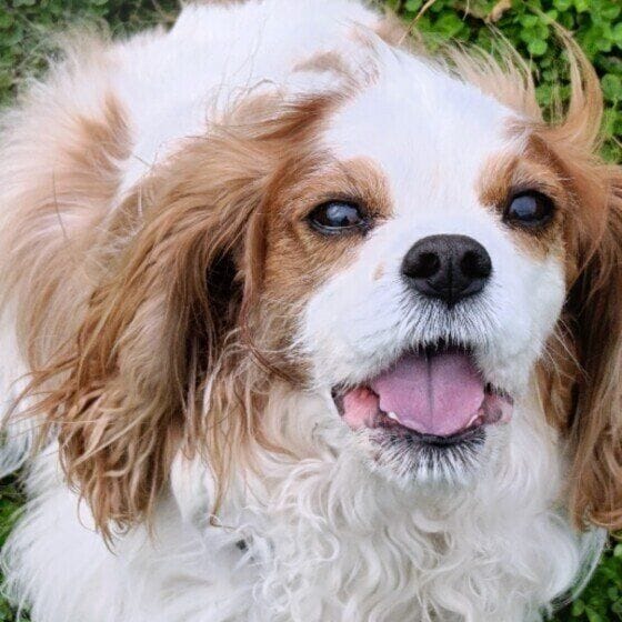 まぶしそうなキャバリア犬