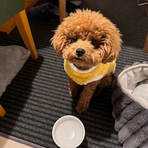 犬が体調不良のときに見せる5つのサインとは？見逃しがちな行動に注意