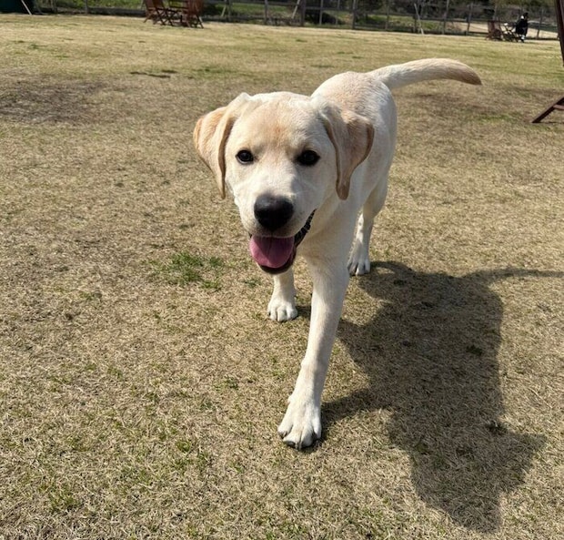 ドッグランで楽しそうなレオくん。