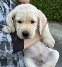 あどけない表情が愛らしいラブラドールの子犬→生後6カ月の今、体は大きくても「心はまだまだパピー」