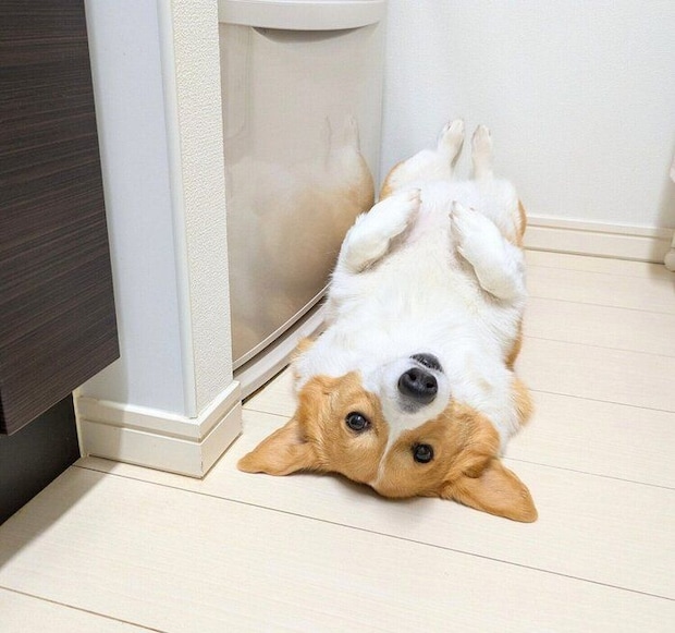 冷蔵庫の前でヘソ天するこまちちゃん