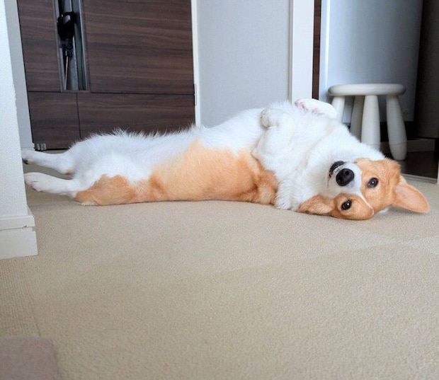 ヘソ天をするこまちちゃん