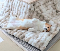 体調が悪い飼い主にずっと寄り添ったコーギー　「普段の自由すぎる姿」とのギャップに胸が熱くなる