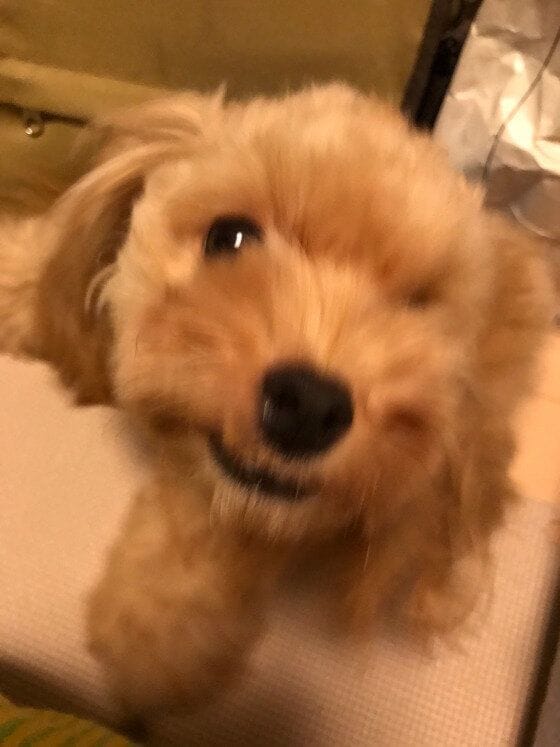 mocota  ぶつかるーＭｉｘ（雑種）小型犬