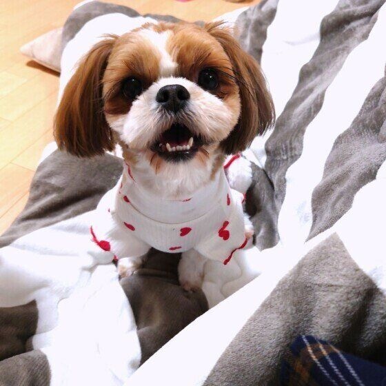 優海 テンション高い シー・ズー