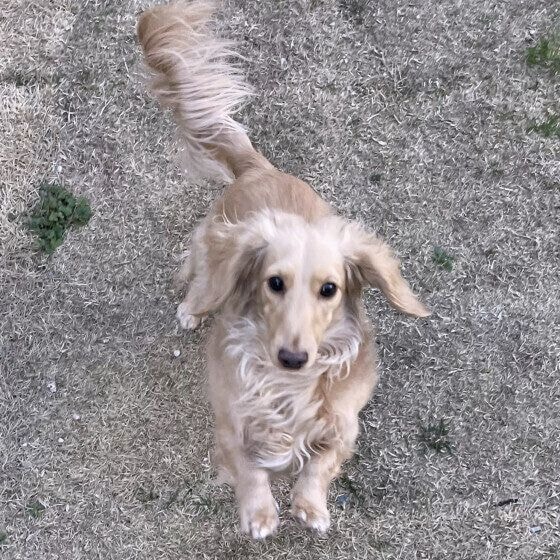 そら ジャンプ！ カニーンヘン・ダックスフンド