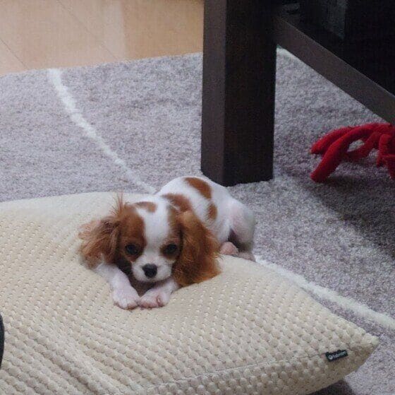 これからいたずらするぞベル  キャバリア・キング・チャールズ・スパニエル