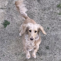 「どーん！」と犬が体当たりしてくるのはなぜ？愛犬の気持ちを見極めるポイントとは