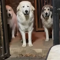 「飼い主さん大好き！」なグレート・ピレニーズ！　朝から喜びを爆発させる姿がかわいすぎる