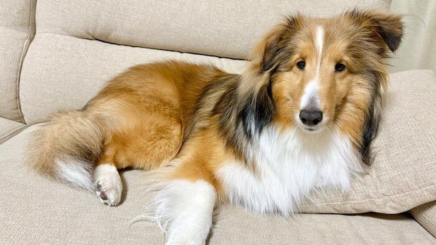 0才最後の日に投稿されたきなこちゃんの写真