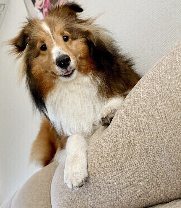 ソファの上から飼い主さんを見つめるきなこちゃん