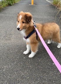 散歩が怖かったシェルティ子犬、今では大好きに！「甘えん坊で好奇心旺盛」なコに成長！