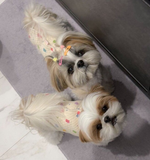 ゴハン待ちをする2頭