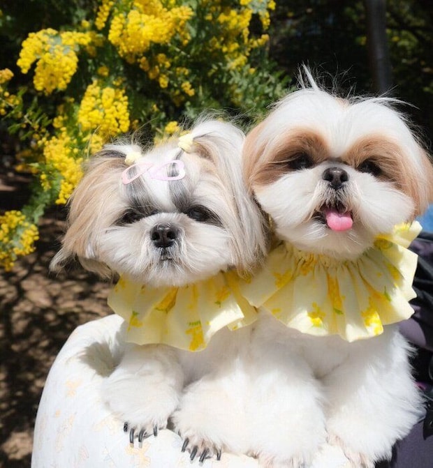 お出かけを楽しむ2頭