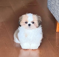 “赤ちゃん感”がスゴい生後4カ月のシー・ズーの子犬→1才を過ぎると、少しだけ“お姉さん”になった姿が可愛い！