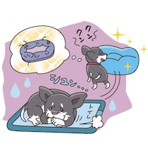 犬との暮らしに必要なもの、どう選ぶ？ グッズ選びの心得をプロに聞きました！