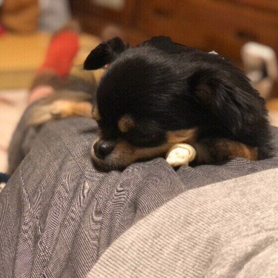 小鉄  僕の寝場所チワワ