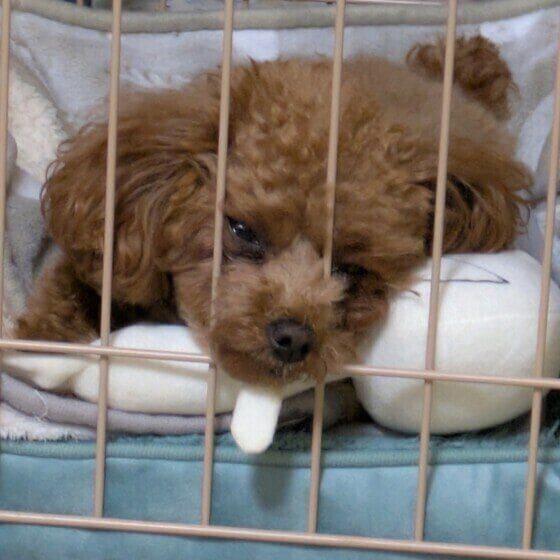 モモ  ゲージで寝るトイ・プードル