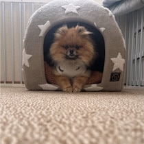 犬の寝る場所、どこがいい？安心・快適に眠れる場所の選び方を解説