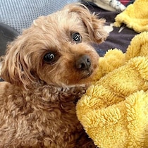 あらゆるものに怯えていた保護犬トイプーをお迎え　「すべて受け止める」向き合い続けて変化していった現在の様子に胸が熱くなる