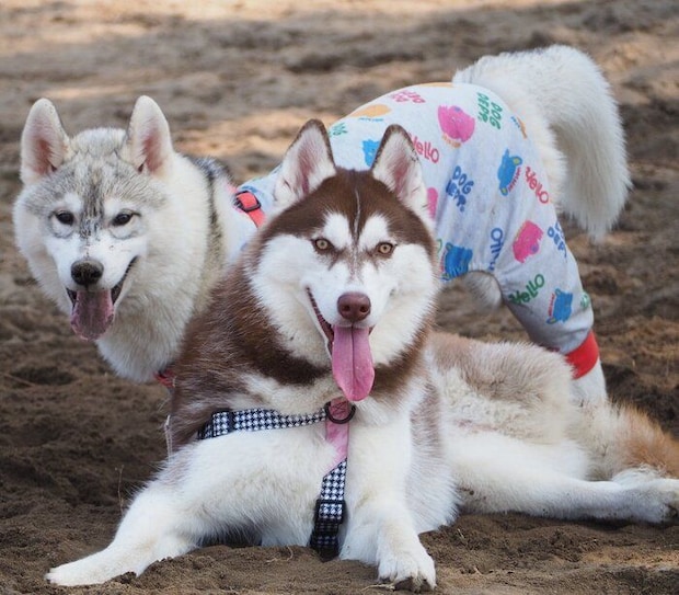 ドッグランで遊ぶしゃけ丸くん、姉犬・ぶなちゃん