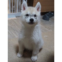 “ぽてぽて”していたハスキーの子犬→1カ月後に“メガネ期”が到来！　生後5カ月の成長姿がかわいすぎる