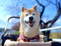 柴犬マロたん15歳の桜散歩、今年も一緒に見られた桜と来年へ続く約束