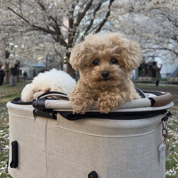 カートに乗ってお出かけ中のモカちゃん