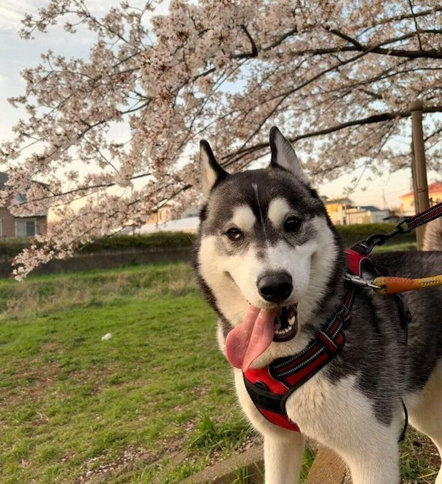 楽しそうな銀慈くん