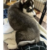 初めて迎えたハスキーの子犬が2才に！　やんちゃで手探りだった日々を経て「毎秒愛おしい」存在に