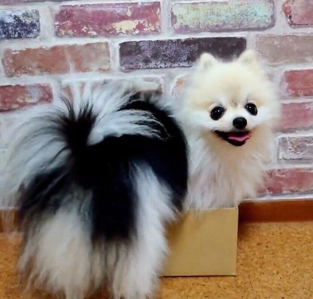 こまちちゃんのもとにやってきた、てまりちゃん