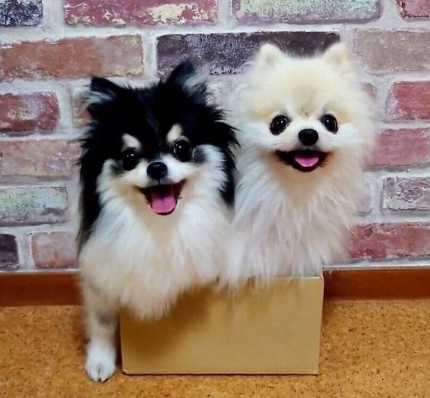 仲良く箱に入るこまちちゃん、てまりちゃん