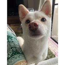 お迎え当初、家の隅で怯えていた元保護犬→約半年で名前を呼ぶと飛んでくる甘えん坊に成長！