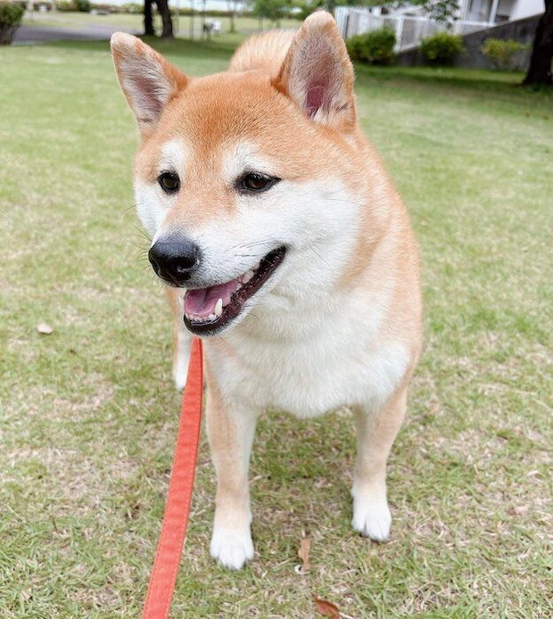 公園に行けて嬉しそうなつむちゃん