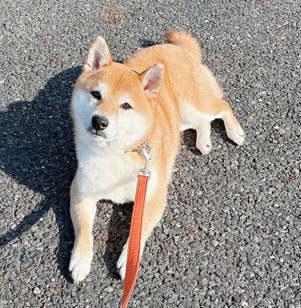 「もう歩きたくないんですけど」と言わんばかりに見つめてくるつむちゃん