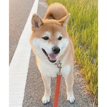 「お家まであと2分」の距離で“拒否柴”を発動！　「行きたくない方向は全力で拒否」する犬の心理｜獣医師解説