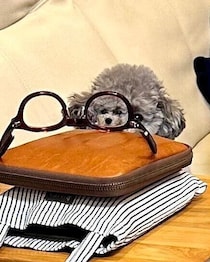 ふと見るとメガネの中に小さい愛犬の顔が！？ “偶然撮れた”トイプーの写真が約2.1万「いいね」で話題に！