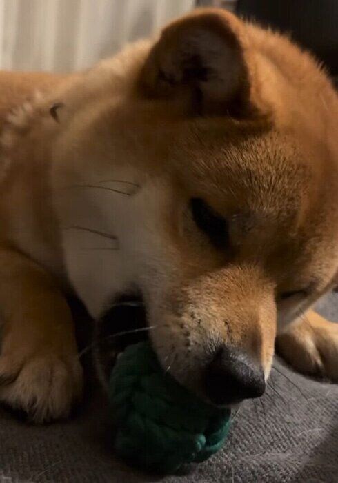 おもちゃで遊ぶくま丸くん