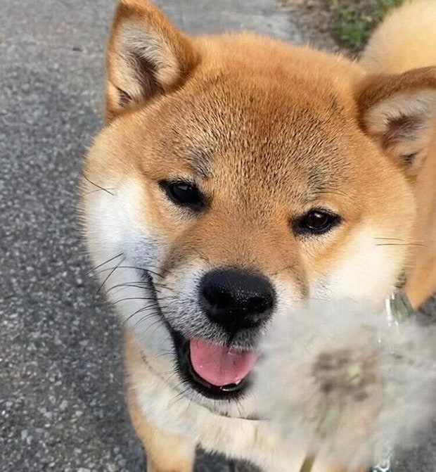 迎え入れから1カ月頃のくま丸くん