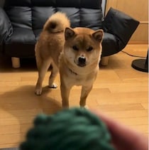 迎え入れ当時は心を閉ざしおもちゃにも興味を示さなかった保護子犬の柴→1年後、楽しそうに遊ぶ姿に胸がじんわり
