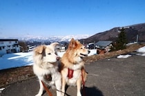 この30年であった変化【穴澤賢の犬のはなし】