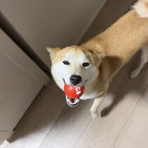 【調査】飼い主の帰宅時におもちゃをくわえて出迎える犬は約3割　行動からわかる心理とは｜獣医師解説